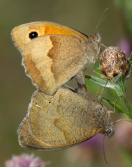 accouplement de myrtils