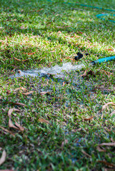 field hosepipe sprinkler grass
