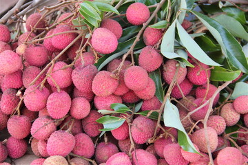 Litchis - Ile de la réunion © Arnaud TAFILET