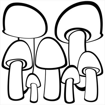 champignon mushrooms isolated on white background