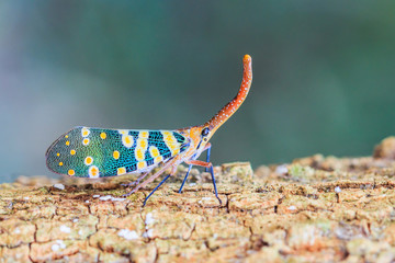 Lanternfly (FULGORID PLANTHOPPERS)