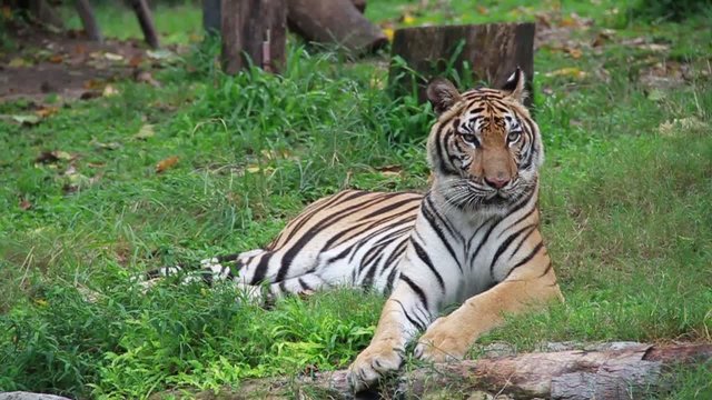Tiger crouching and looking for victim