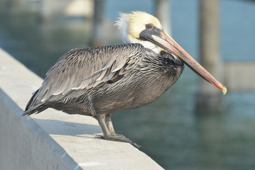 Brown Pelican in the Florida Keys