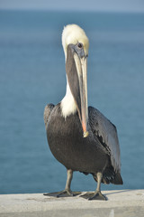 Brown Pelican in the Florida Keys