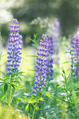 Wild lupines