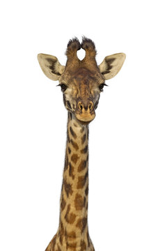 Masai giraffe isolated