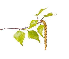 Birch leaves and flower catkin isolated on white