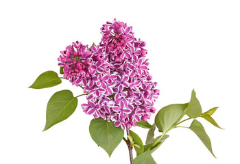 Spray of purple and white lilac flowers isolated against white