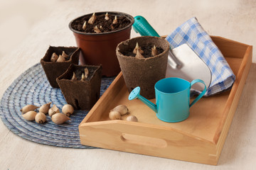 Spring still life with  peat pots   and bulbs