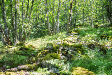 Naklejka premium Spring in the forest