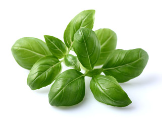 Basil leaves