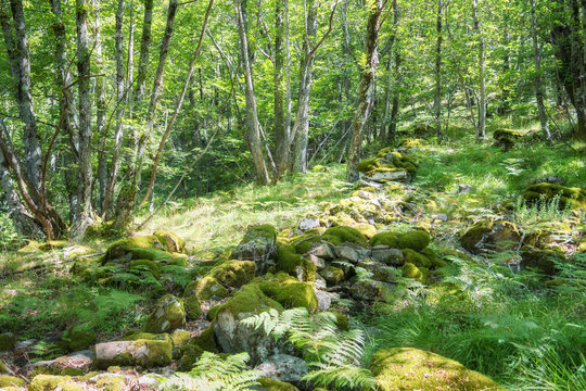 Fototapeta Spring in the forest