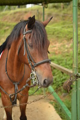 Obraz premium Portrait de cheval