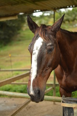 Le vieux cheval