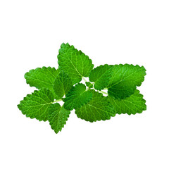 Mint leaf isolated on white