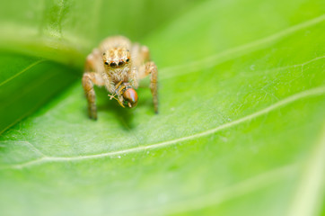 Spider in green nature background