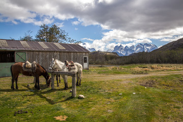 Fototapeta na wymiar Koni i stajni - Chile Torres del Paine
