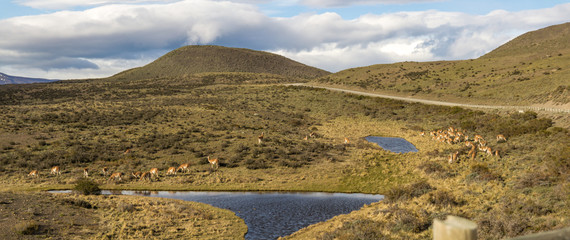 Fototapeta premium Llamas grazing - Torres del Paine Chile