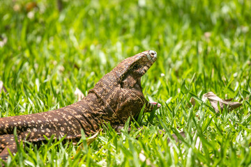 Large Lizard Yawning