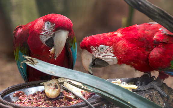 Macaws - Brazil