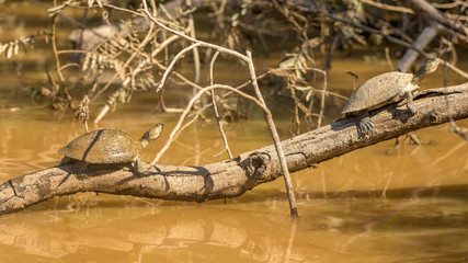 Sunbaking Turtles