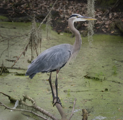 Blue Heron