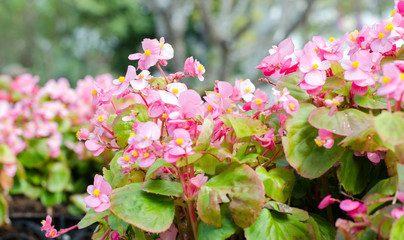 African Tulip tree (Spathodea campanulata)