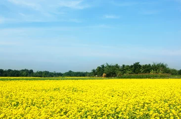 Gordijnen Rural musterd field  in Bangladesh © Swapan