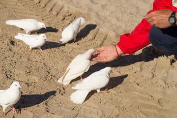 Feeding pigeons