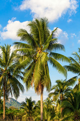 Coconut tree. Coconut Fruit on palm tree