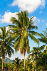 Obraz premium Coconut tree. Coconut Fruit on palm tree