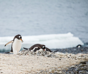 Fototapeta premium gentoo penguin