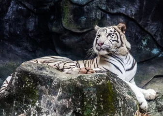 Abwaschbare Fototapete Panther white tiger