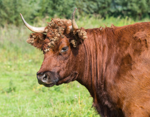 Portrait of a wild red cow with burdocks