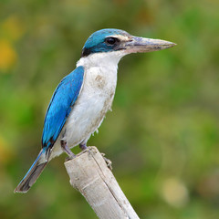 Collared kingfisher bird
