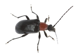 Red collared longhorn beetle, Dinoptera collaris
