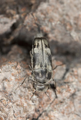 Tumbling flower beetle, Tomoxia bucephala on wood