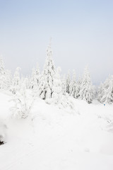 winter landscape, Orlicke Mountains, Czech Republic