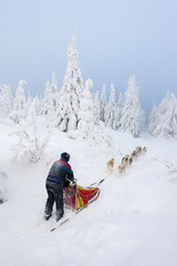 sledge dogging, Sedivacek''s long, Czech Republic