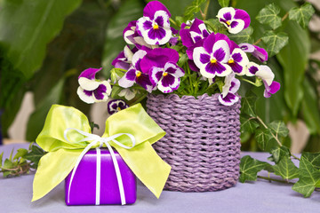 Lila-grünes Geschenk mit Stiefmütterchen
