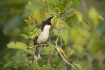 Fototapeta premium Red-whiskered bulbul bird in Nepal