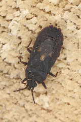 Flat bug, Mezira tremulae on wood, macro photo