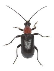 Red collared longhorn beetle, Dinoptera collaris