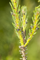 Neodiprion sertifer, european pine sawfly larva on pine
