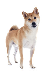 shiba inu