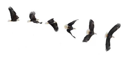 Abwaschbare Fototapete Adler Fliegender Weißkopfseeadler