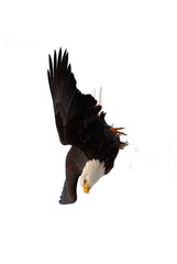 Diving bald eagle