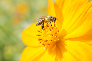 Bee sucking nectar from flower pollen