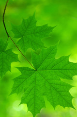 Green leaves