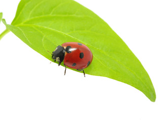 ladybug
